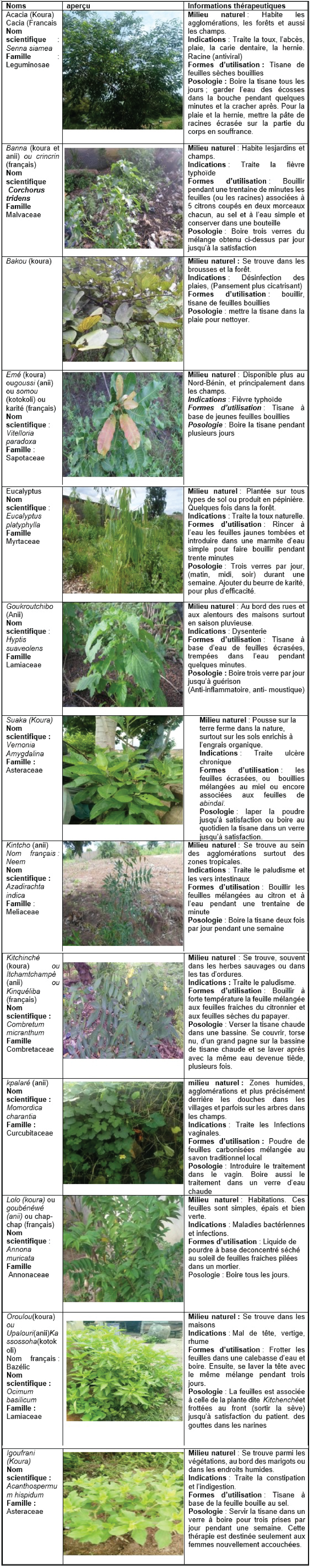 plantes à substances actives extraites des feuilles