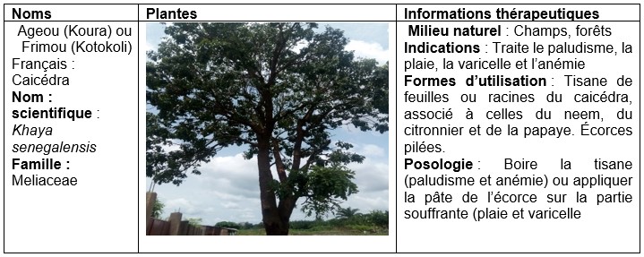 Plantes à substances actives extraites des racines